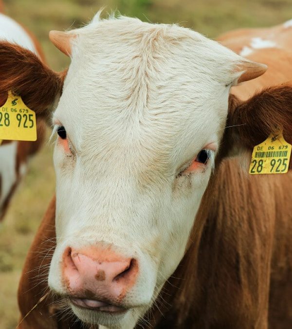 case-RFID Animal ear tags