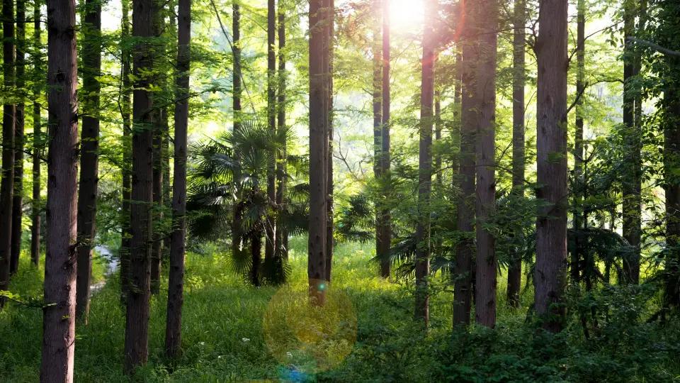Forest RFID-featrued